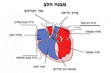 תרשים של המבנה הלב ופירוט על חלקיו